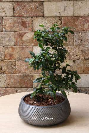 Büyük Ginseng Bonsai