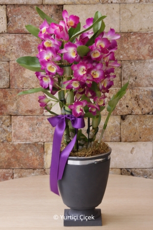 Butik Dendrobium Orkide