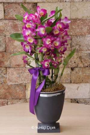 Dendrobium Kokulu Orkide 3