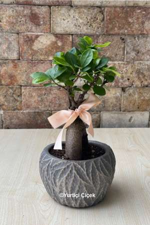 Bonsai Serisi 4
