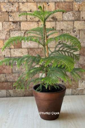 Araucaria Çam 1
