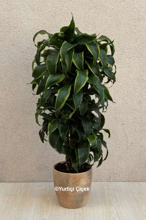 Dracena Dorado