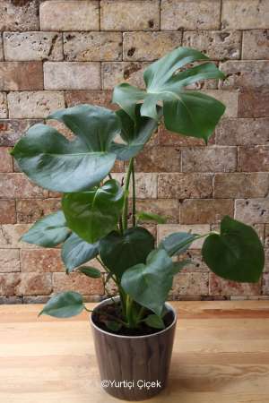 Monstera Serisi 2