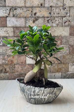 Bonsai Ağacı Special