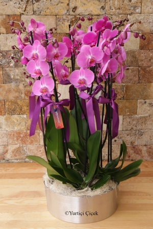 Kocaman Sürpriz Orkideler