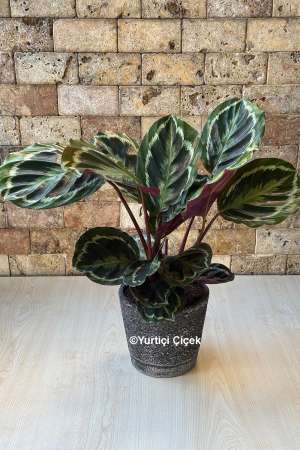 Calathea Serisi 2