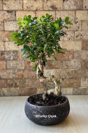 Taş Saksıda Bonsai 