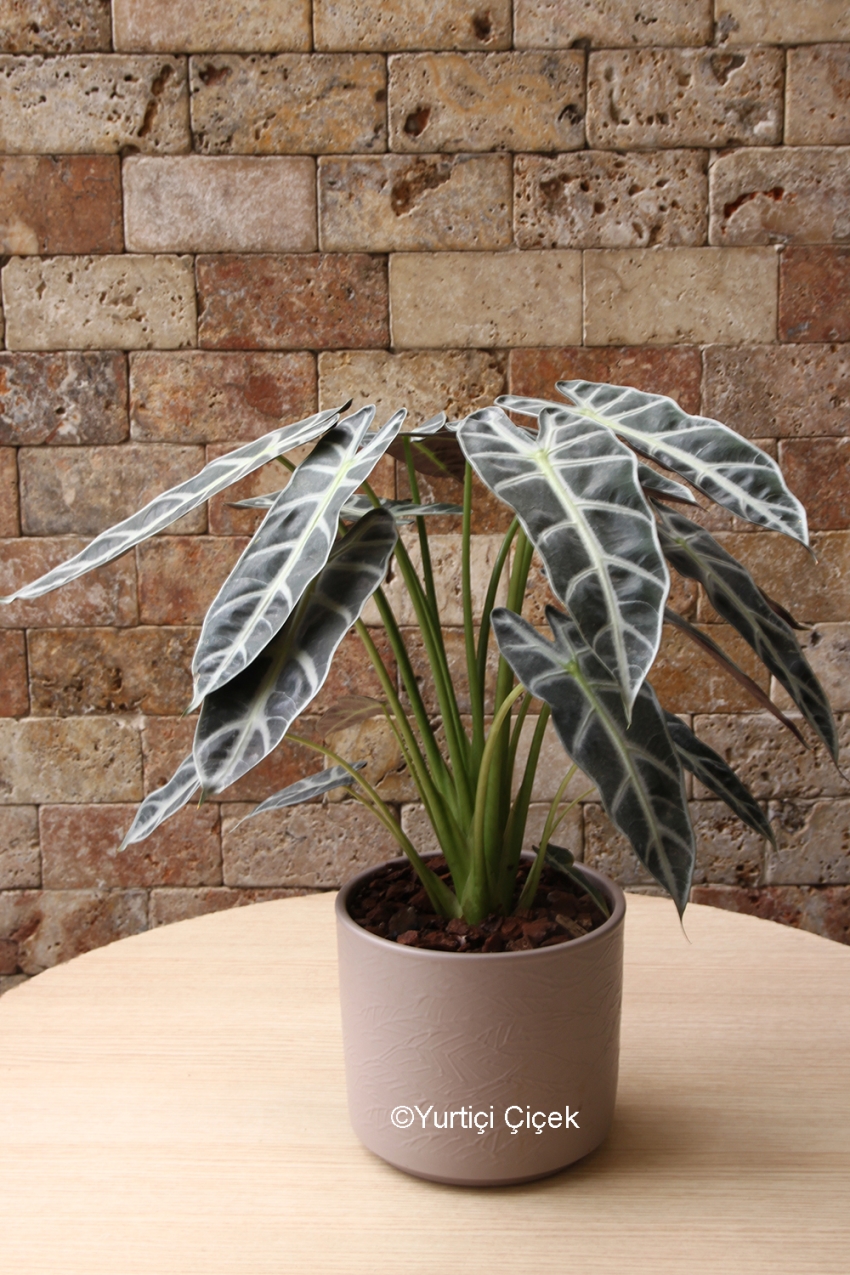 Calathea Serisi 8