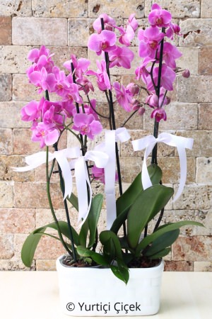 2 Adet Çiftli Mor Orkide
