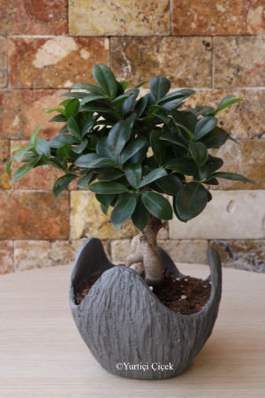 Özel Ficus Bonsai