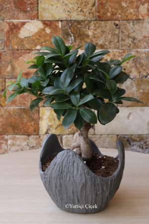 Özel Ficus Bonsai