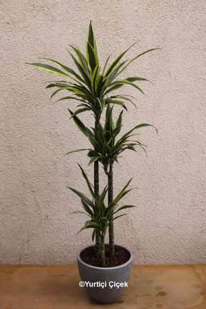 Dracena Lemon Lime Serisi 4