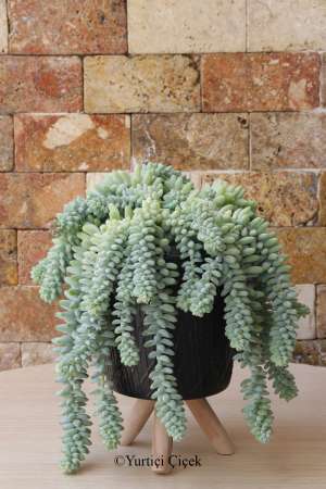 Sedum Morganianum