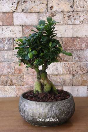 Bonsai Ağacı