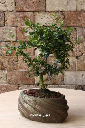 Bonsai Saksı Çiçeği