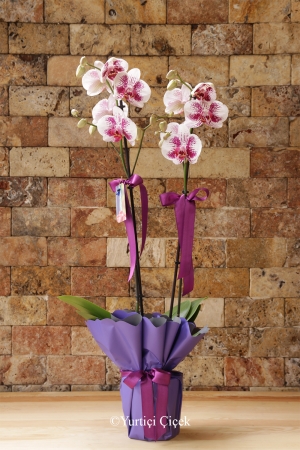 Lila Dalmaçyalı Orkide