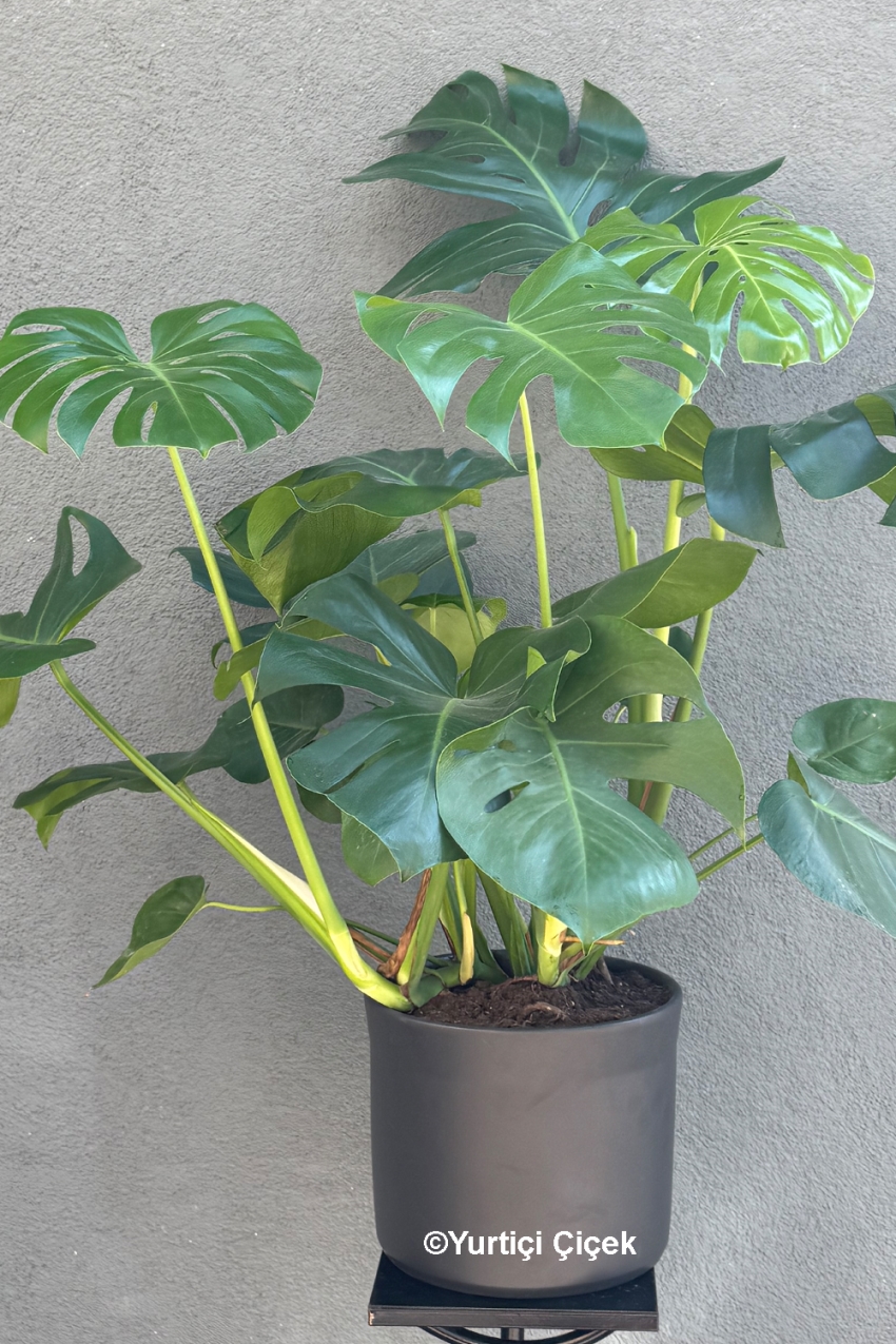 Büyük Boy Deve Tabanı - Monstera