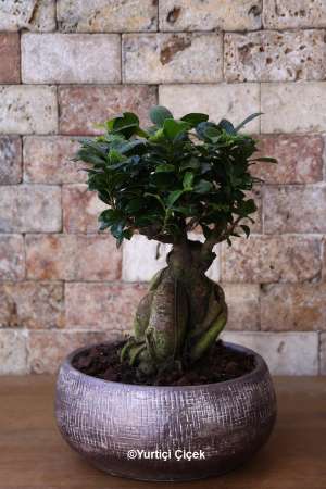 Özel Bonsai Bitkisi 1