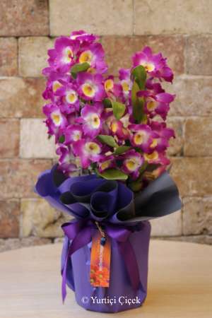 Dendrobium Kokulu Orkide 1