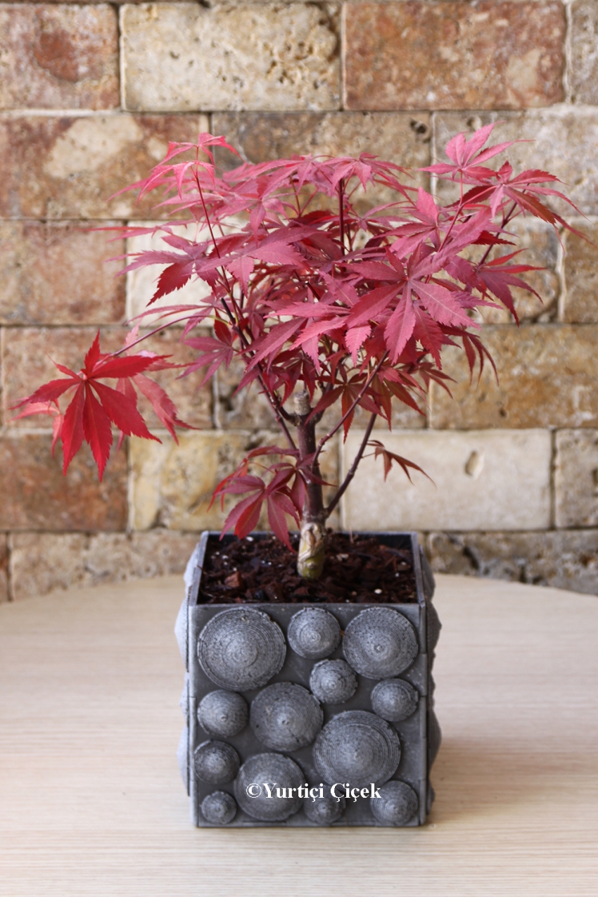 Kırmızı Yapraklı Özel Bonsai