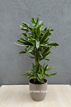 Dracena Lemon Lime Serisi 3