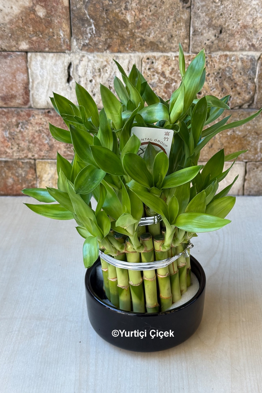 Lucky Bamboo