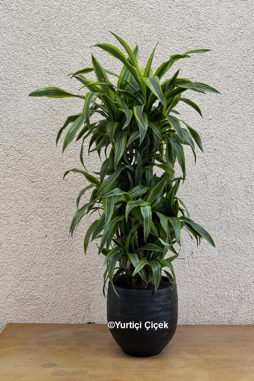 Dracena Dorado Serisi 1