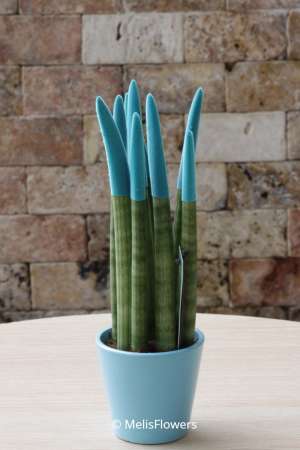 Sansevieria Serisi Turkuaz