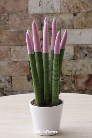 Sansevieria Serisi Açık Pembe