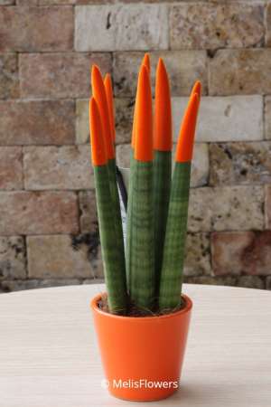 Sansevieria Serisi Turuncu