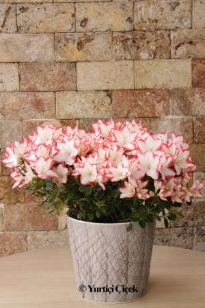 Pink Azalea Plant