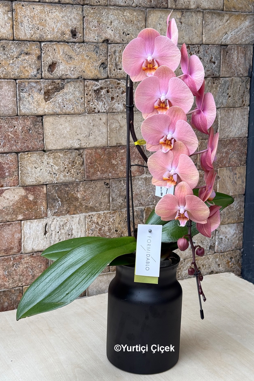 Formidablo Orkide Serisi 1