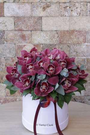 Cymbidium Serisi 1