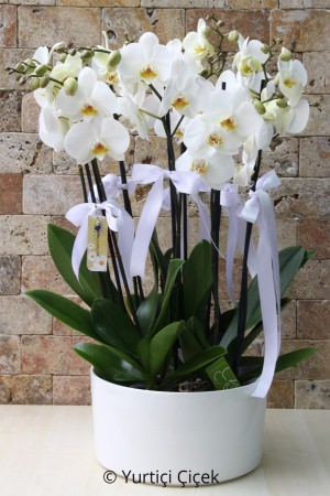 4 Kök 8 Dallı Beyaz Orkideler