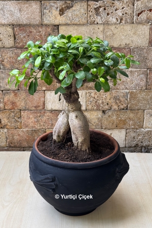 Bonsai Serisi 9