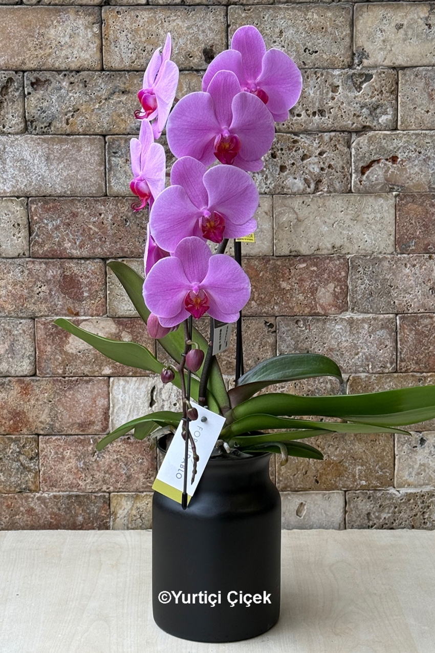 Formidablo Orkide Serisi 3