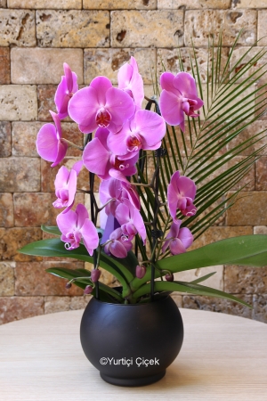 Butik Mor Orkide