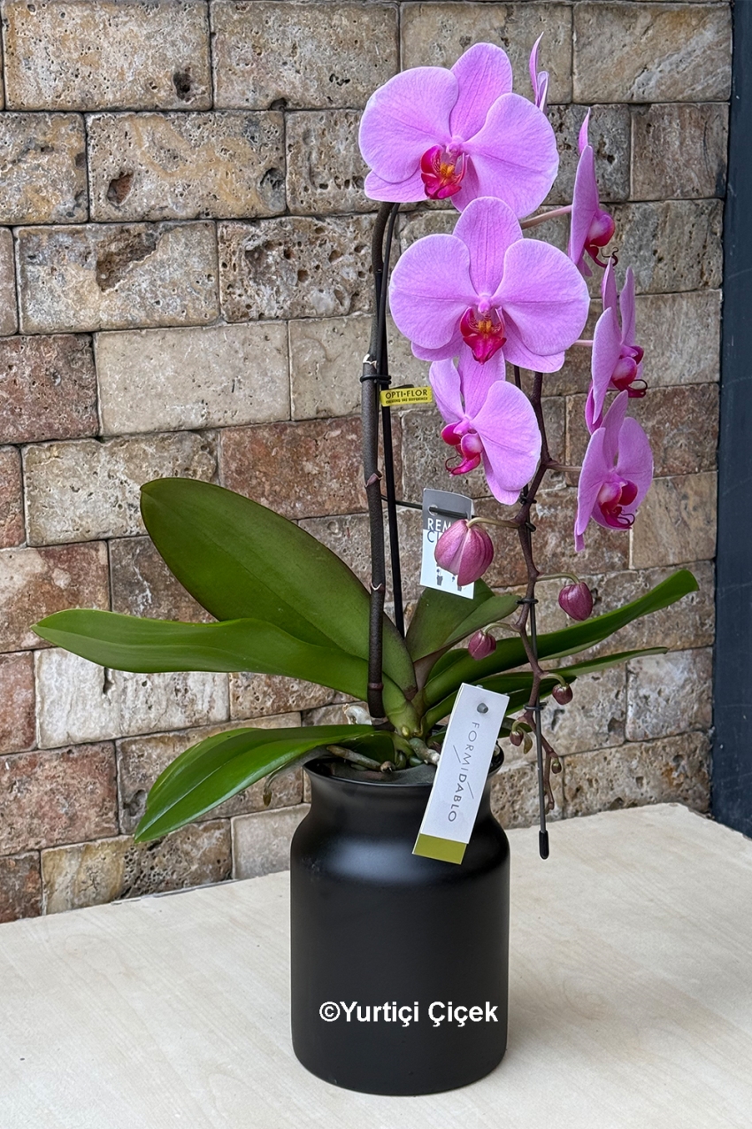 Formidablo Orkide Serisi 3