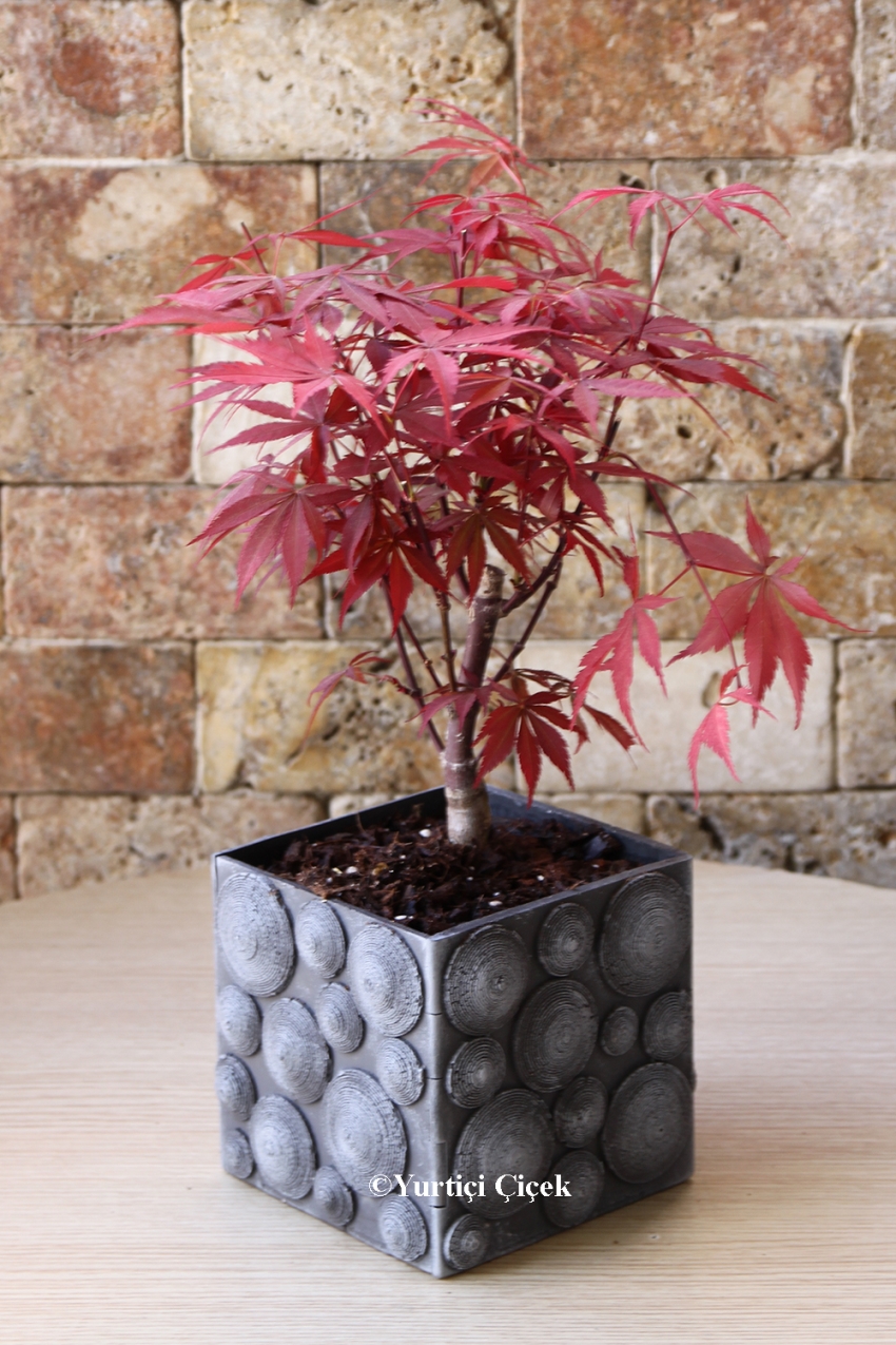 Kırmızı Yapraklı Özel Bonsai