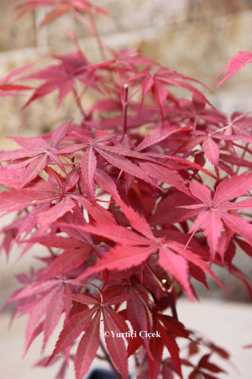 Kırmızı Yapraklı Özel Bonsai