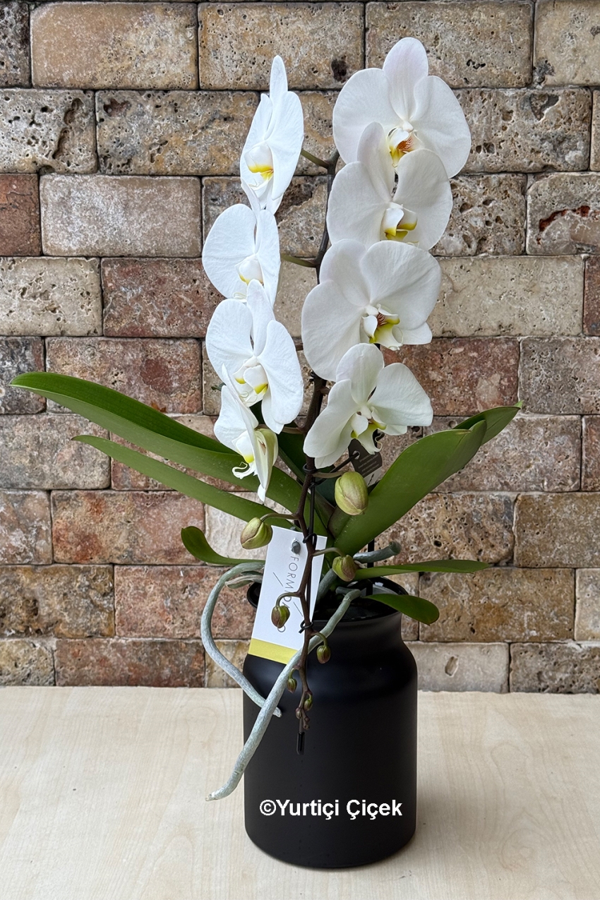 Formidablo Orkide Serisi 4