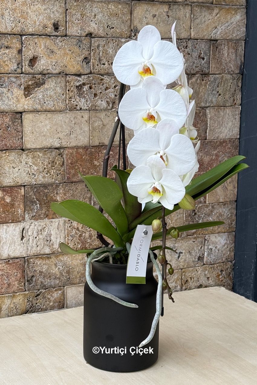 Formidablo Orkide Serisi 4