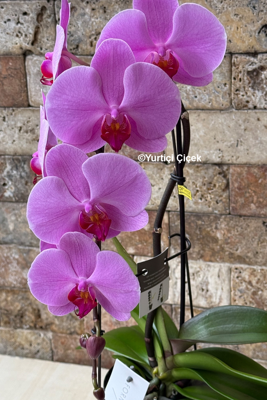 Formidablo Orkide Serisi 3