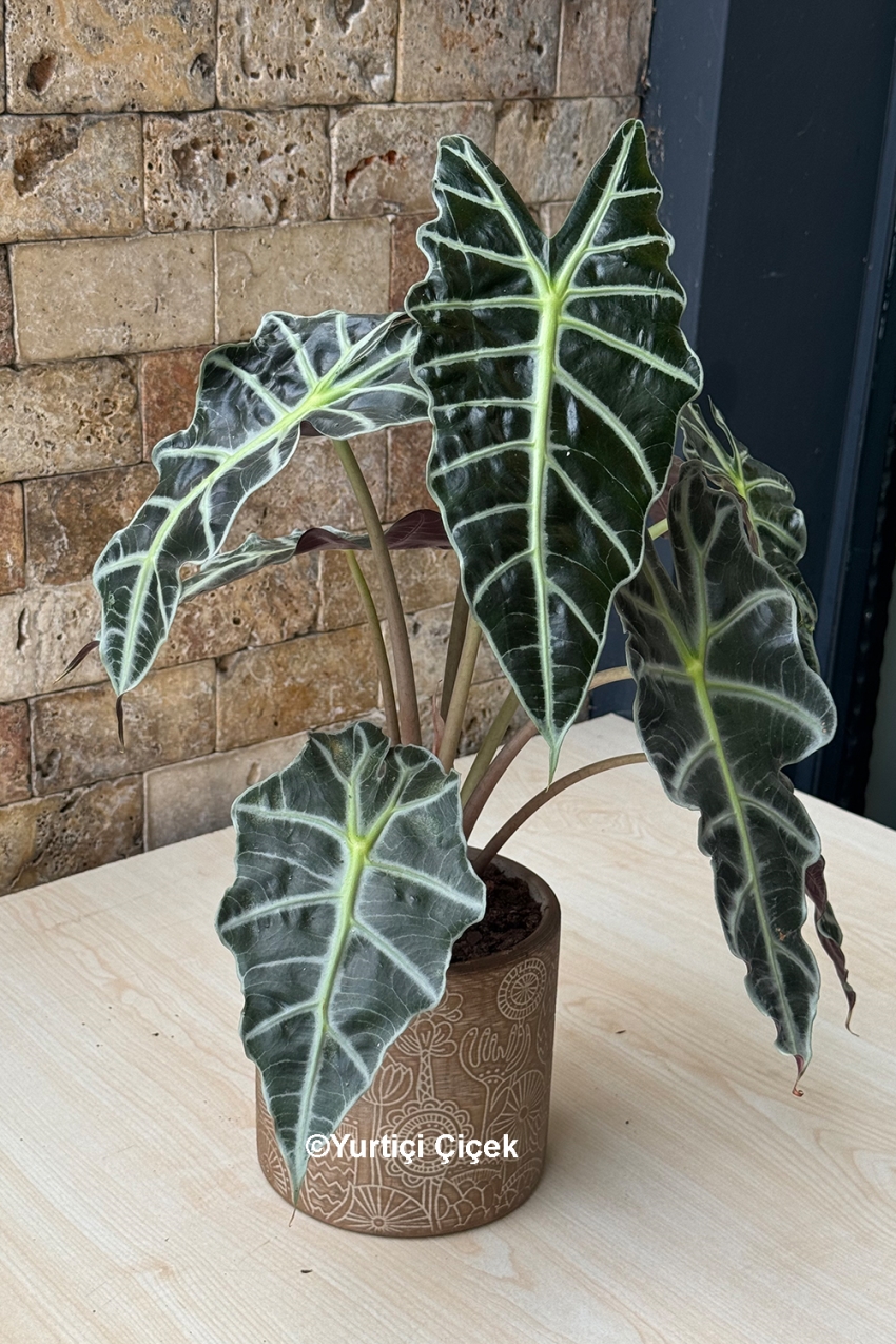 Calathea Serisi 8