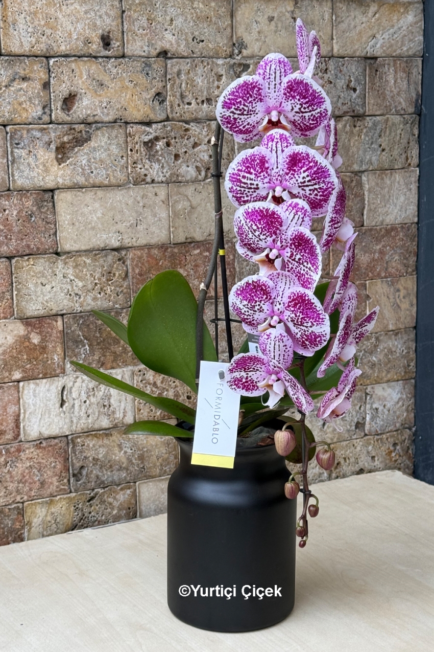 Formidablo Orkide Serisi 2