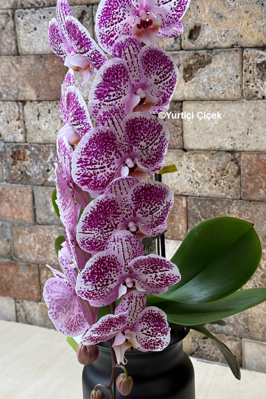 Formidablo Orkide Serisi 2