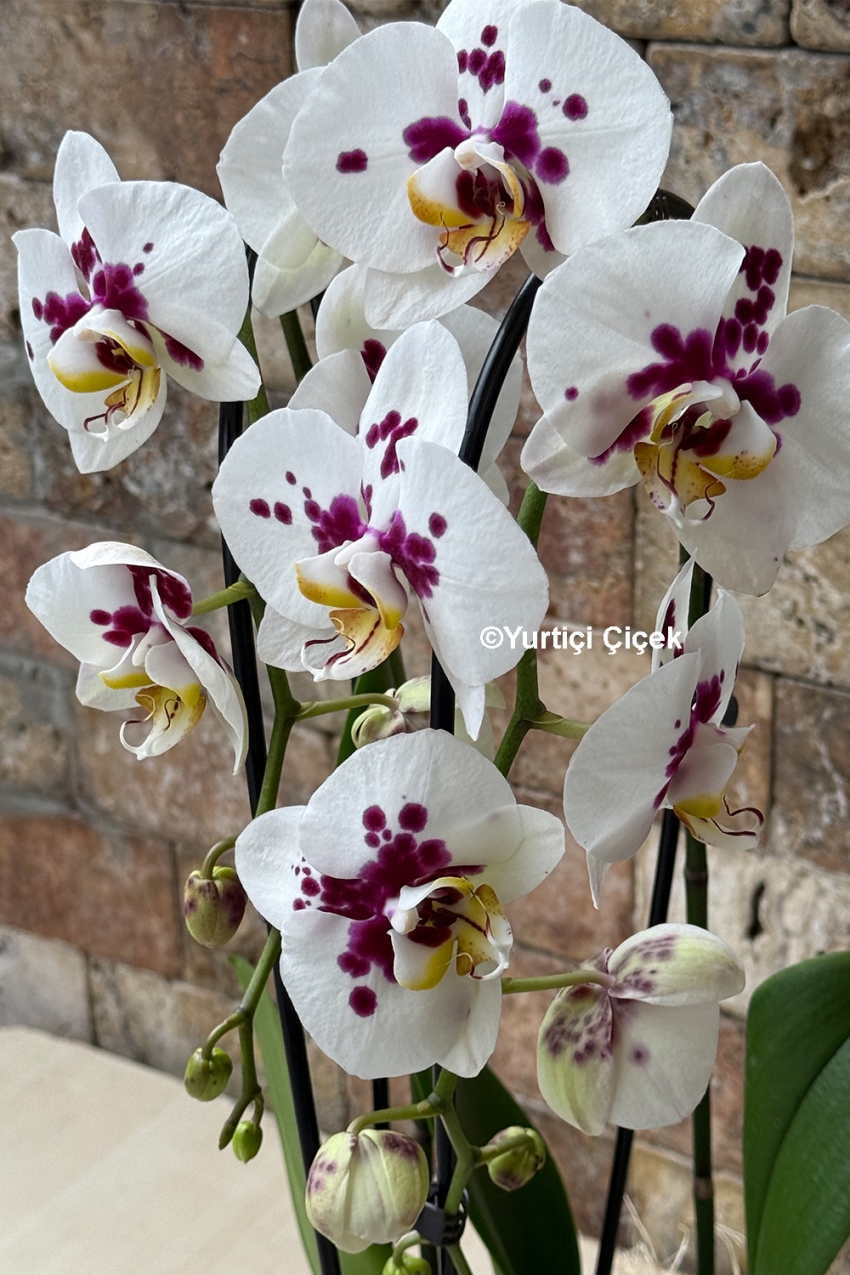 Özel Cascade Orkide Serisi 1