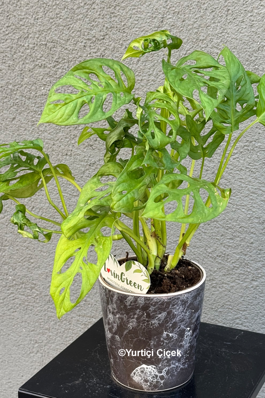 Monstera Serisi 3