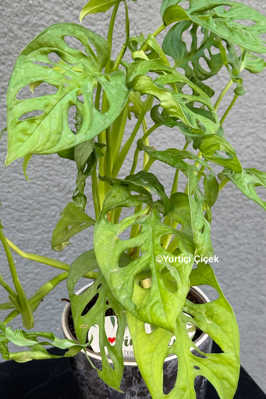 Monstera Serisi 3