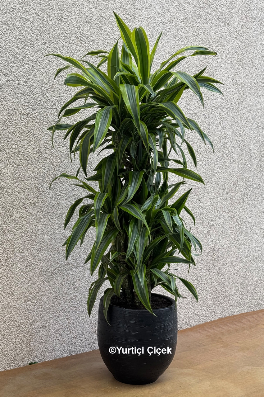 Dracena Dorado Serisi 1